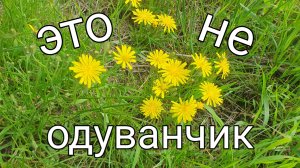 Мелкие одуванчики или... что это??? #сезонконтентаRUTUBE