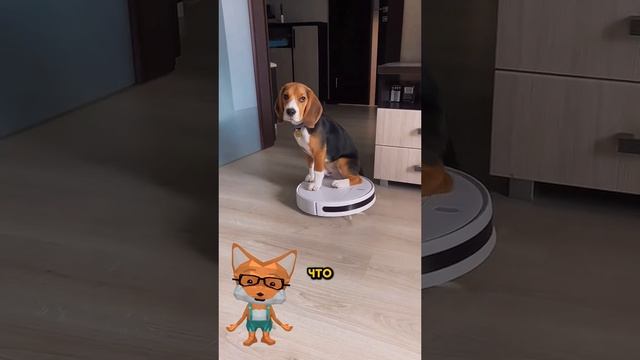 Животные приколы и не только