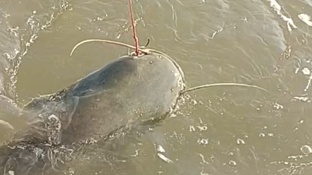 Сом 20кг на квок смотреть онлайн