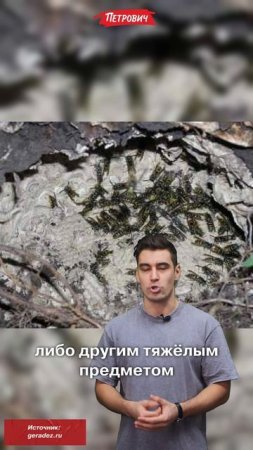 #ВопросОтвет / Как избавиться от земляных ос