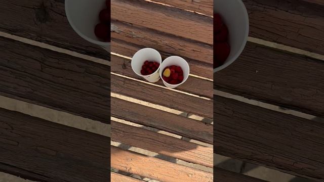 Реклама Шариков и ягод на лебяжий поляне