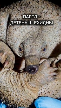 А какие необычные названия животных знаете вы? #природа #животные