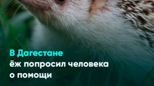 В Дагестане ёж попросил человека о помощи