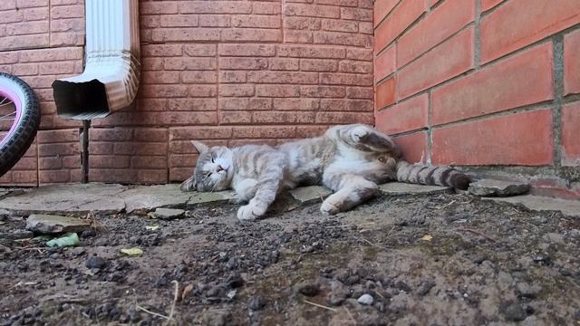 Коты, лето, жара