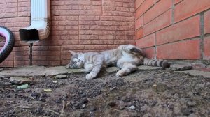 Коты, лето, жара
