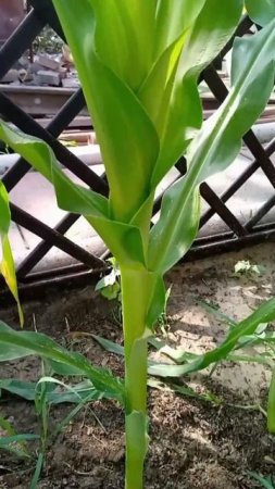 Кукуруза Лакомка состояние на 12.07.2025г от Small Gardens