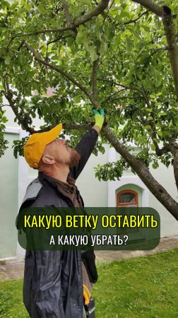 Как понять какую ветку оставить, а какую обрезать? #ниваки