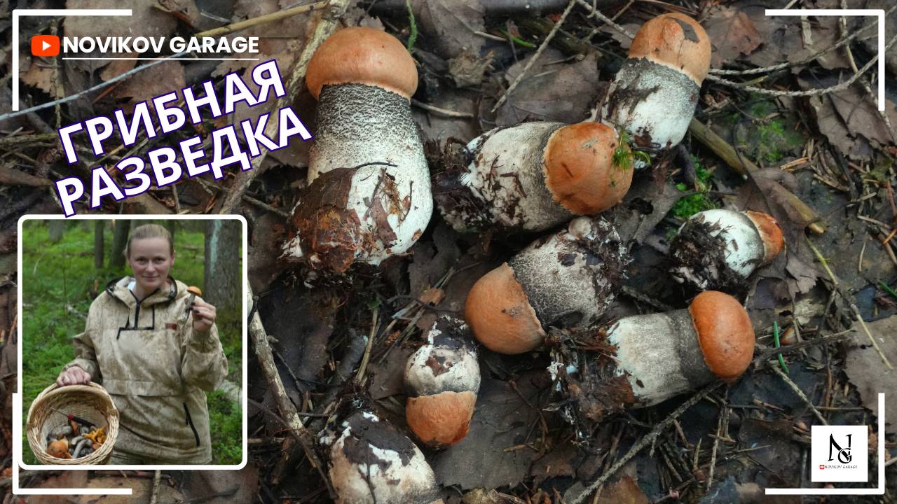 Грибная разведка 11 июля 2025. Всеволожский район. смотреть онлайн