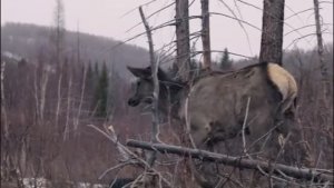 Красивейшее место планеты Земля. Хакасия