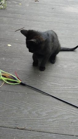 Играем.... уличный котёнок!