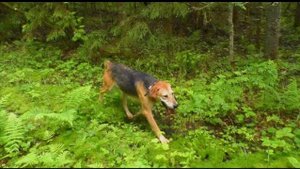 Русская гончая Аргон вл. Шатров В.А.#охотасгончей#собака #животные #топ #hunting