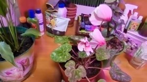 Домашняя оранжерея.