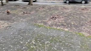 Гоняем голубей