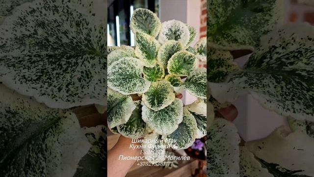 Красота пестролистных сенполий. Самые яркие представители : Watermelon Snow,  Rose Bouquet и др