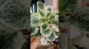 Красота пестролистных сенполий. Самые яркие представители : Watermelon Snow,  Rose Bouquet и др