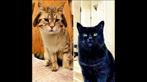 Cats and dogs. Рассказываем о своих любимых домашних питомцах