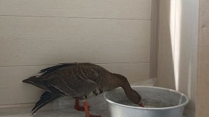 Василий с характером!