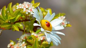🌿 РАССЛАБЛЯЮЩАЯ ЛЕСНАЯ МУЗЫКА ДЛЯ ДУШИ 🎵 УСПОКАИВАЮЩАЯ МУЗЫКА ДЛЯ СНА 🎵 МУЗЫКА ДЛЯ МЕДИТАЦИИ