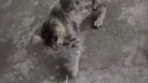 Мышка больная, мышку кушать нельзя🐭🤣