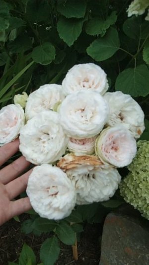 Мой молодой ПЬЕР ДЕ РОНСАР! Первое цветение и уже букет😍🌹