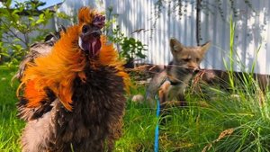 #Василий и #Север на #прогулке
#уралиса