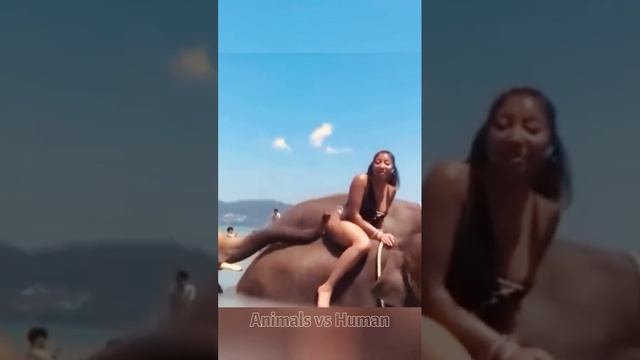 Животные приколы и не только