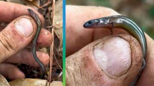 Российские ученые открыли во Вьетнаме новый вид ящерицы