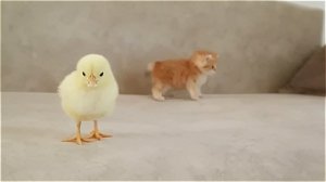 кот с ципой три