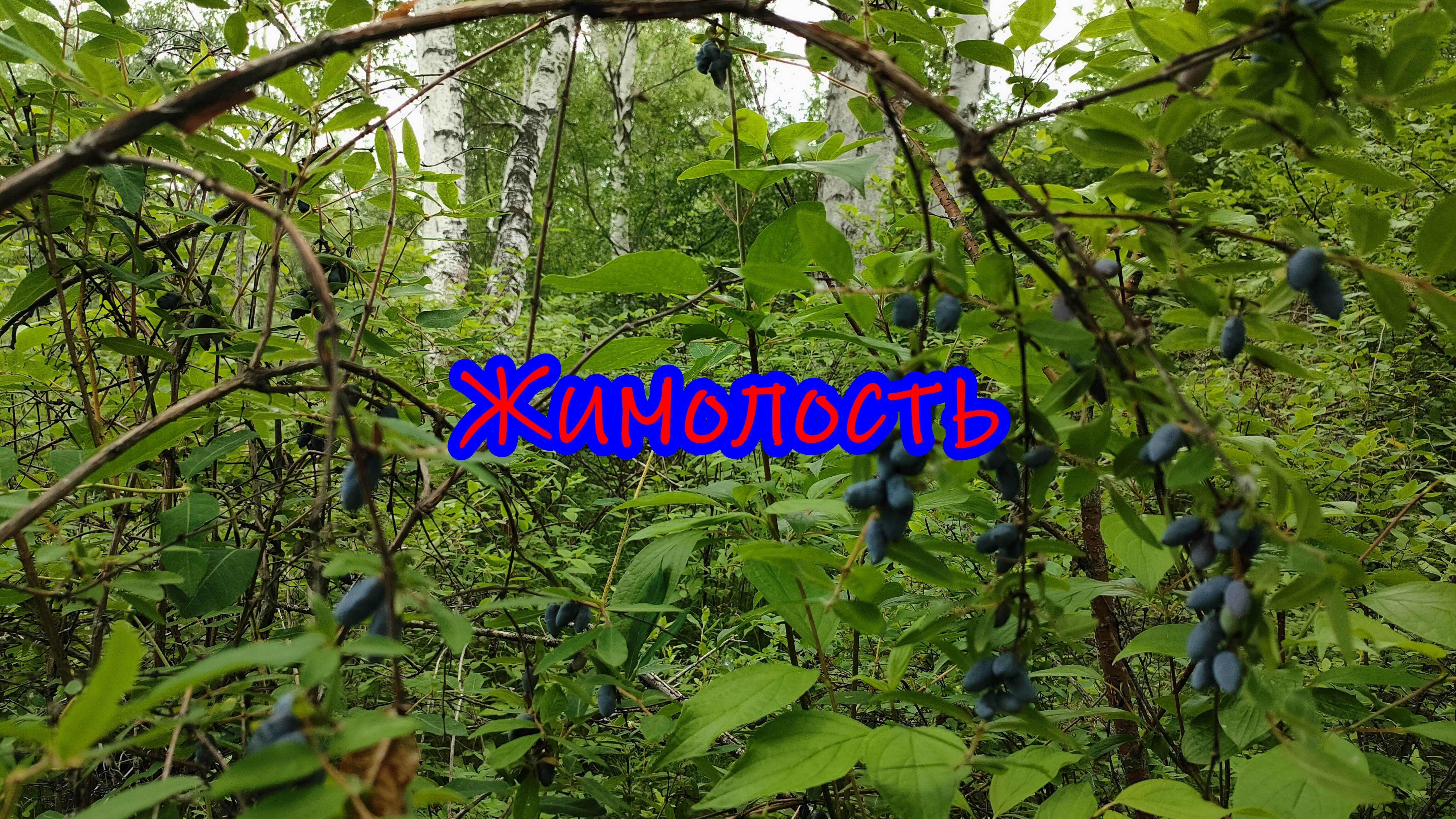 Жимолость - витамин на все времена года.