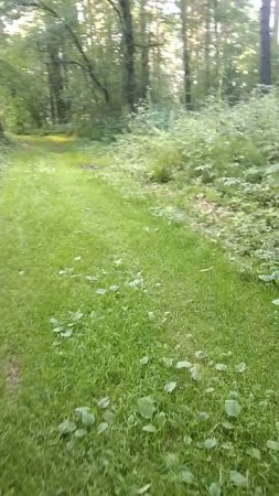 Прогулка с цаплями🦅🌿