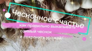 Чесночное счастье: как правильно выкапывать озимый чеснок и сохранить урожай!