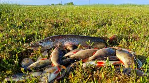 ГОЛОДНЫЕ ОКУНЯ хватают всё подрял, рыбалка на спиннинг с приятным бонусом под завес.