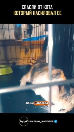 Спасли маленькую кошечку от насильника #добро