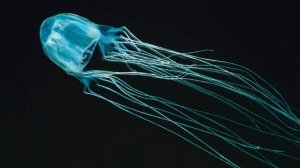 Морские осы. Смертельные океанские невидимки
