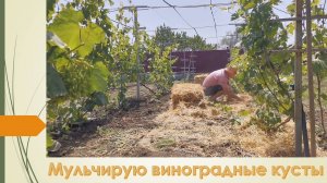 Решил замульчировать виноградник. Итоги буду наблюдать осенью