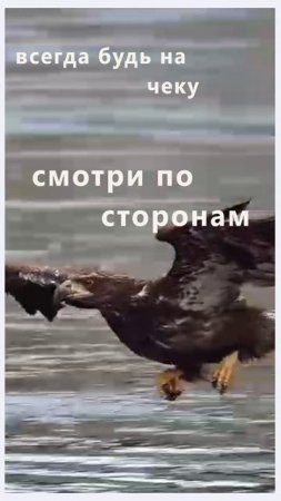 будь всегда на чеку