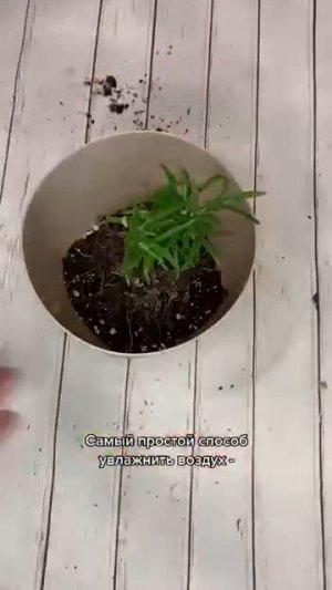 ВЫРАЩИВАНИЕ РОЗМАРИН