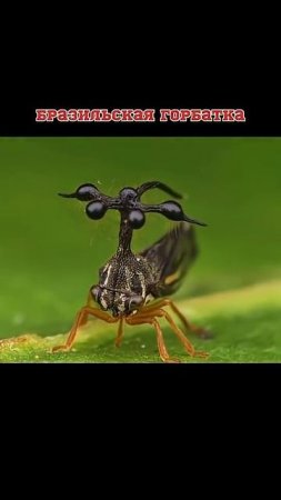 Бразильская горбатка #насекомые #рек #животные #прикол #природа