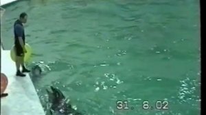delphins