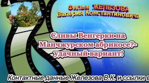 Сливы Венгерки на Манчжурском абрикосе - удачный вариант!