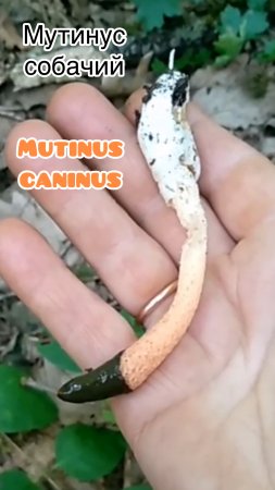 Мутинус собачий
Mutinus caninus