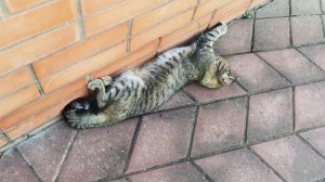 Коты, лето, жара