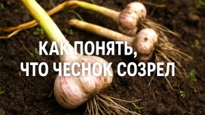 Не торопись с уборкой чеснока! Эти признаки скажут, что он уже готов!