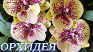 №1098/ ОБЗОР сортовых ОРХИДЕЙ в маг. ОРХИДЕЯ. Много УЦЕНЁННЫХ орхидей