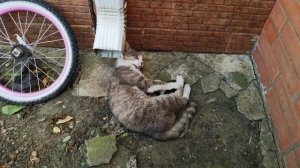 Коты, лето, жара