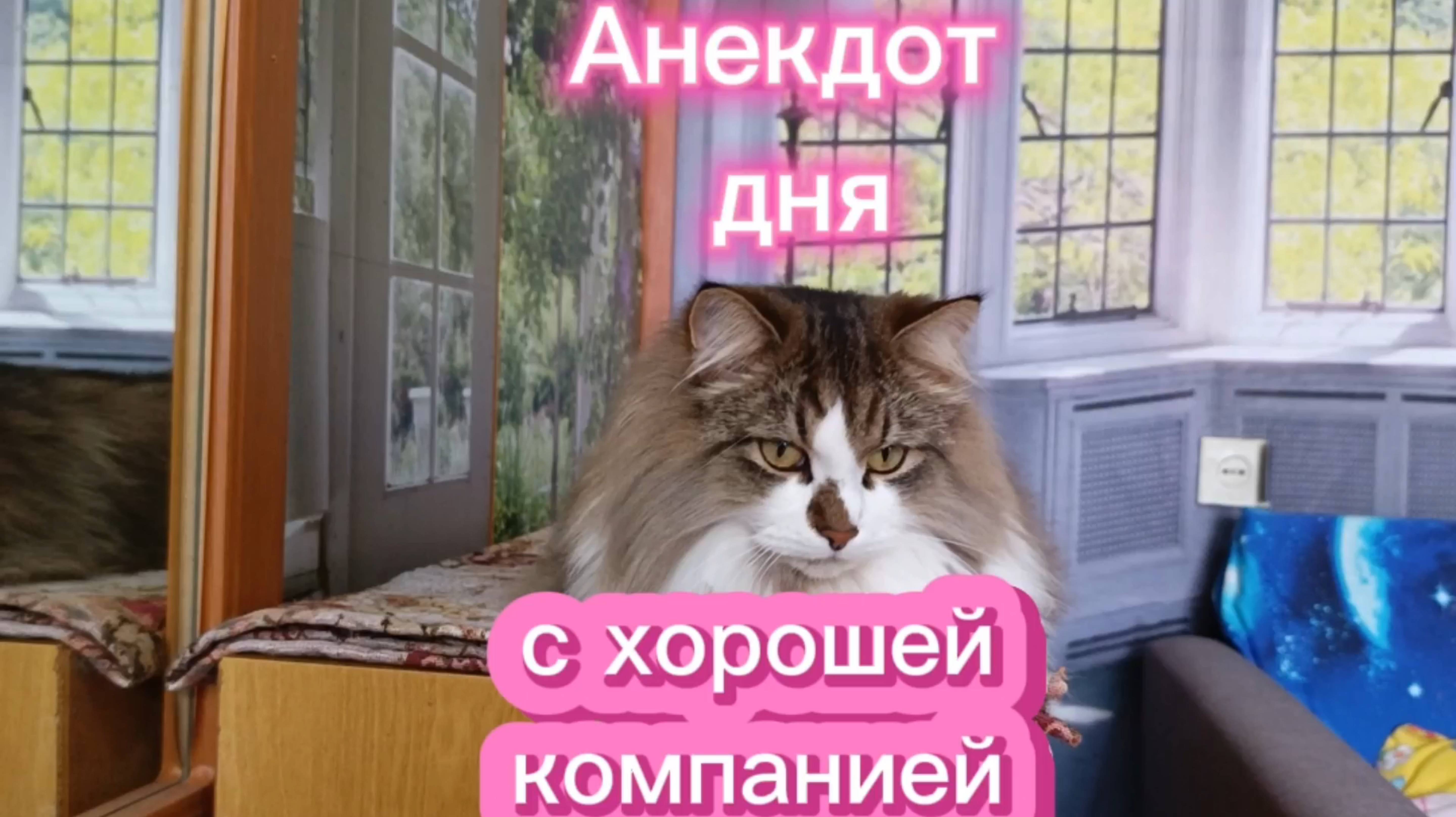 Анекдот дня. Кошки с озвучками.