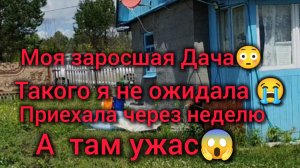 Запустила дачу.  Это ужас что я увидела по приезду .Очень страшно 😨