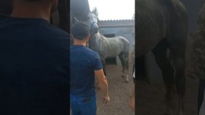Приехал к другу,подписчику Артёму за качалкой для рысаков