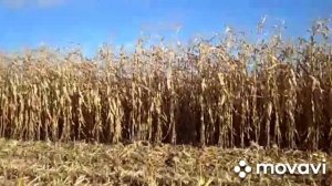 А вы видели, как собирают кукурузу 🌽?