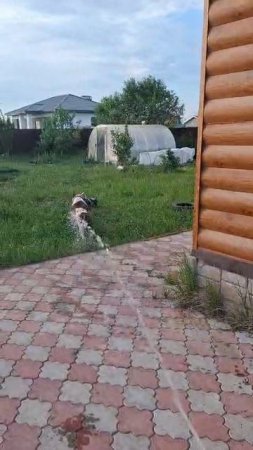 Американский бульдог Jerr страдает от жары.